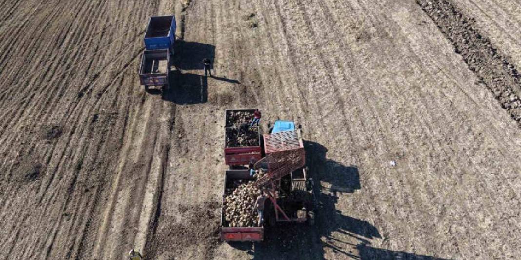 Yağmur, soğuk dinlemiyor el birliğiyle hasat ediyorlar! Verim her şeyi unutturuyor: Ay sonuna kadar devam ediyor 3